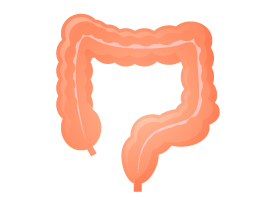 プロテインとおならの関係：大腸
